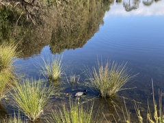 Fulica atra australis