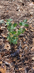 Lonicera arizonica
