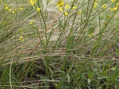 Sisymbrium polymorphum