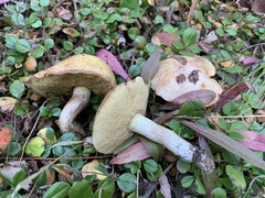 Suillus punctatipes