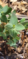 Lonicera arizonica