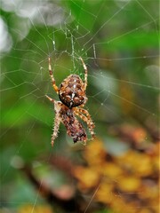 Araneus diadematus