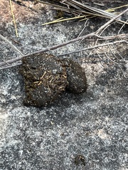 Phascolarctos cinereus