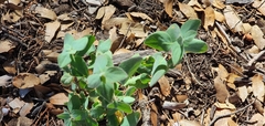 Lonicera arizonica