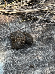 Phascolarctos cinereus