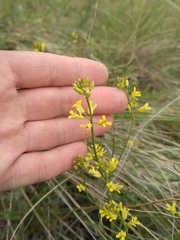 Sisymbrium polymorphum