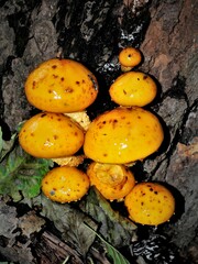 Pholiota