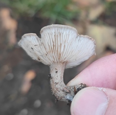 Clitocella popinalis