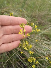 Sisymbrium polymorphum