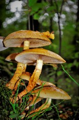 Pholiota