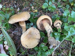 Chroogomphus tomentosus