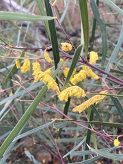 Acacia doratoxylon