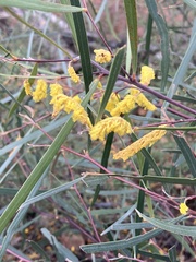 Acacia doratoxylon