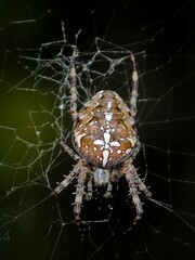 Araneus diadematus