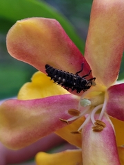 Harmonia testudinaria