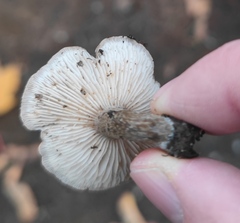 Clitocella popinalis