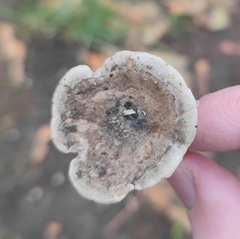 Clitocella popinalis