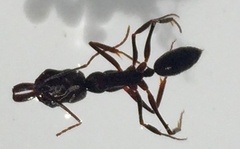 Odontomachus haematodus