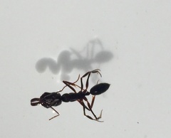 Odontomachus haematodus