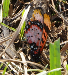 Acraea