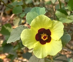 Hibiscus calyphyllus