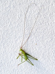 Tettigoniidae
