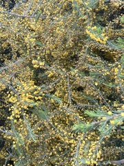 Acacia lineata