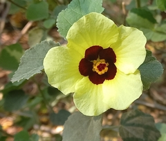 Hibiscus calyphyllus