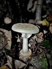 Amanita citrina