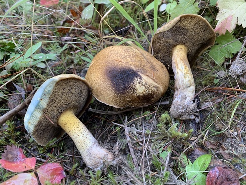 Blue-staining Slippery Jack