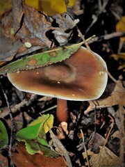 Rhodocollybia