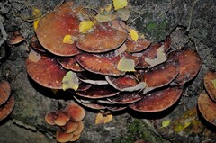 Fungi