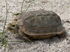 Homopus areolatus