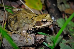 Rana temporaria