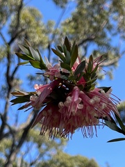 Styphelia triflora