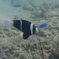 Amphiprion akindynos