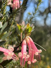 Styphelia triflora