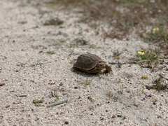 Homopus areolatus