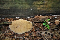 Fungi