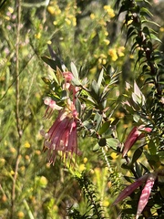 Styphelia triflora