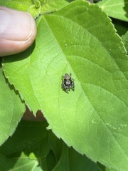 Phidippus octopunctatus