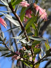 Styphelia triflora