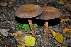 Fungi
