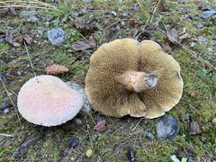 Suillus ochraceoroseus