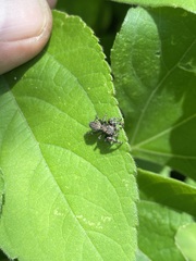 Phidippus octopunctatus