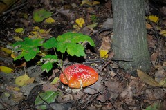 Amanita muscaria