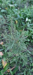 Ambrosia artemisiifolia