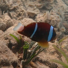 Amphiprion akindynos