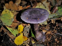 Cortinarius violaceus