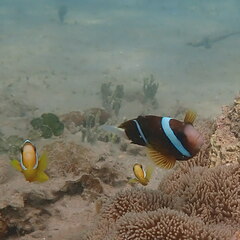 Amphiprion akindynos